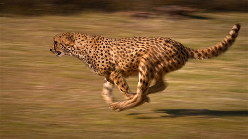 Image: Cheetah running