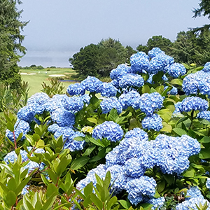 Photo of blue hydrangeas on a golf course