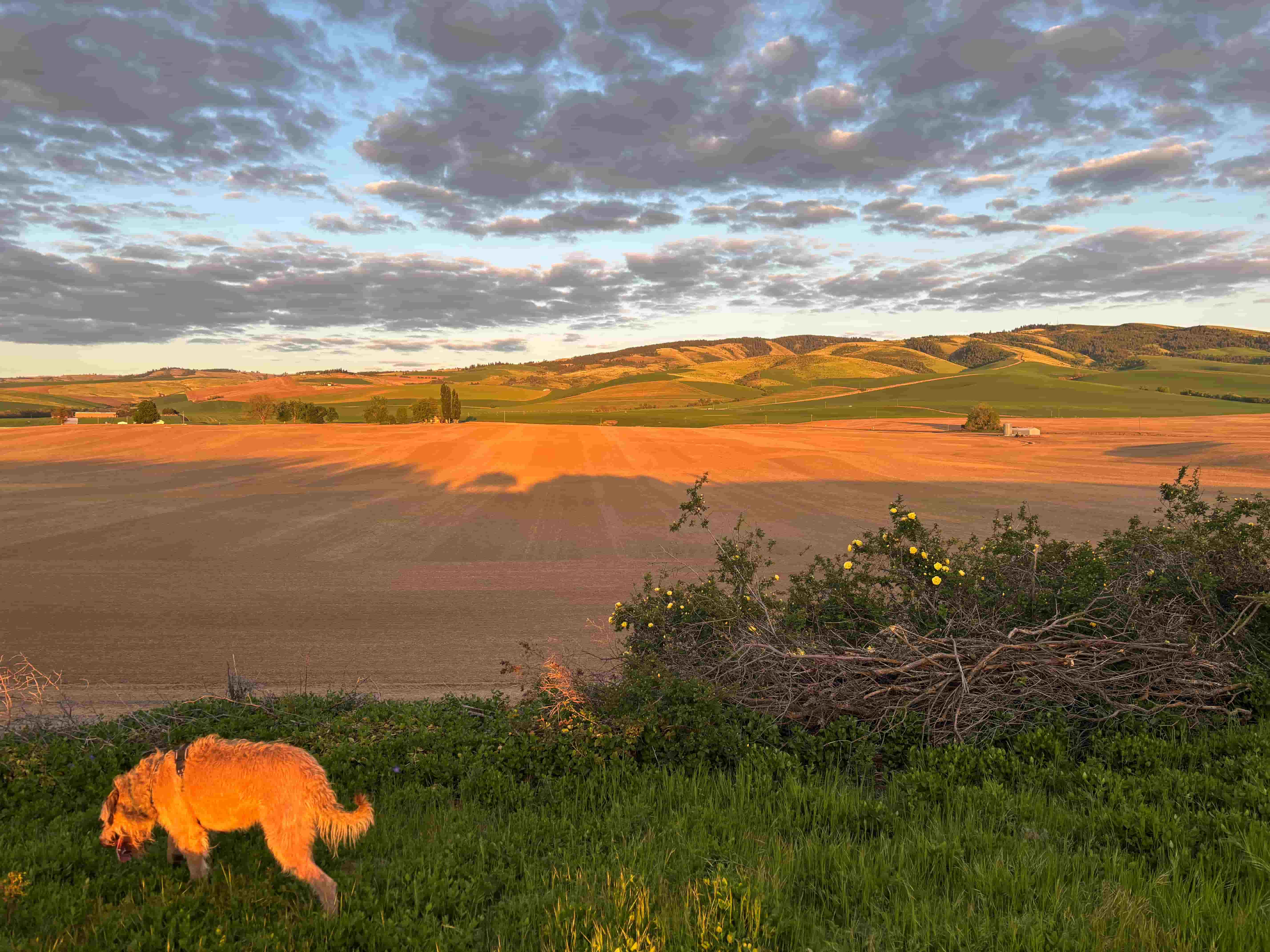 Dog walking in a field