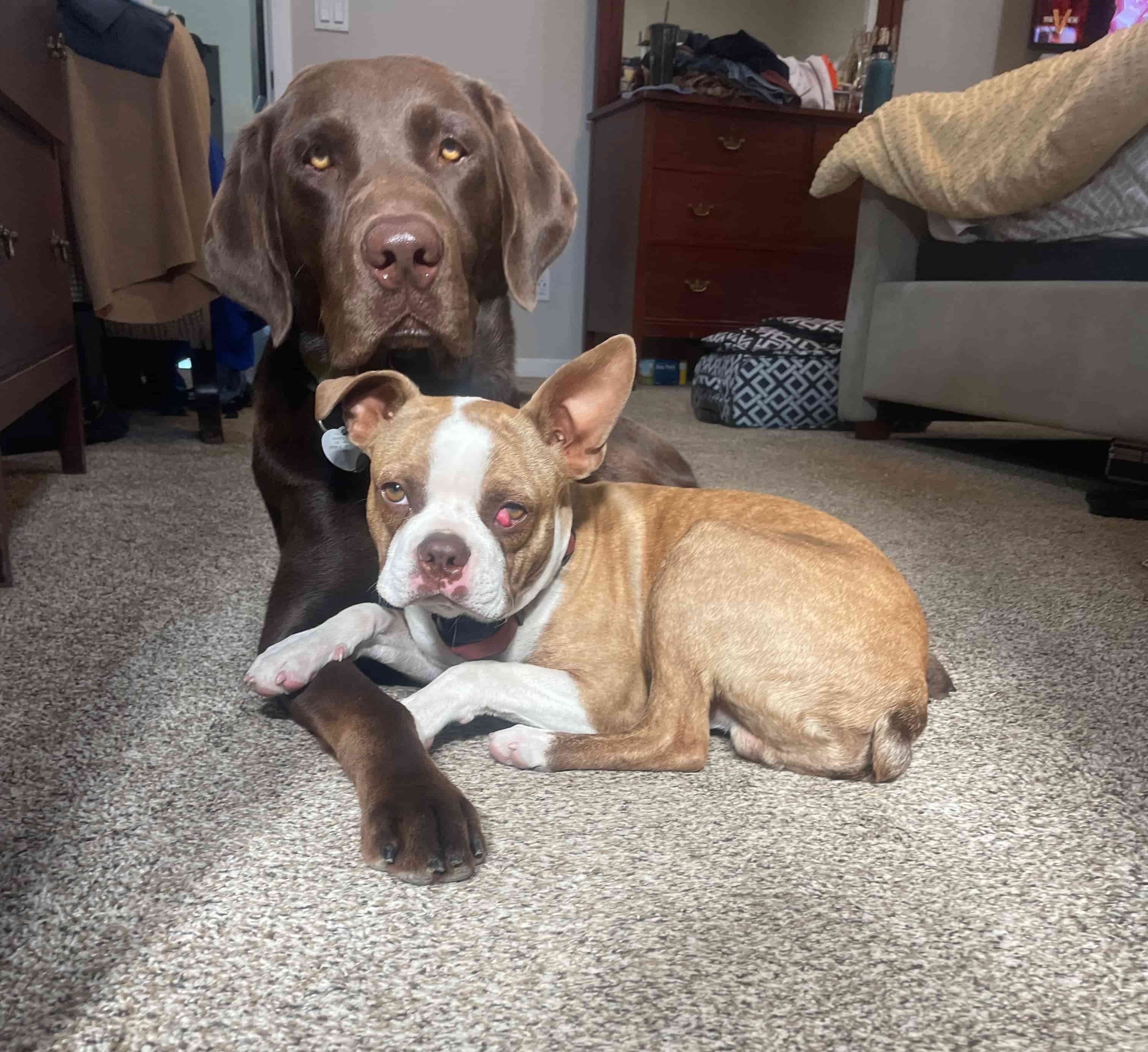 Elisabeth Holt's two dogs