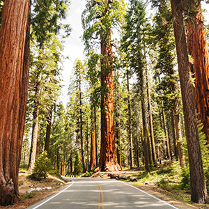 Redwood Forest