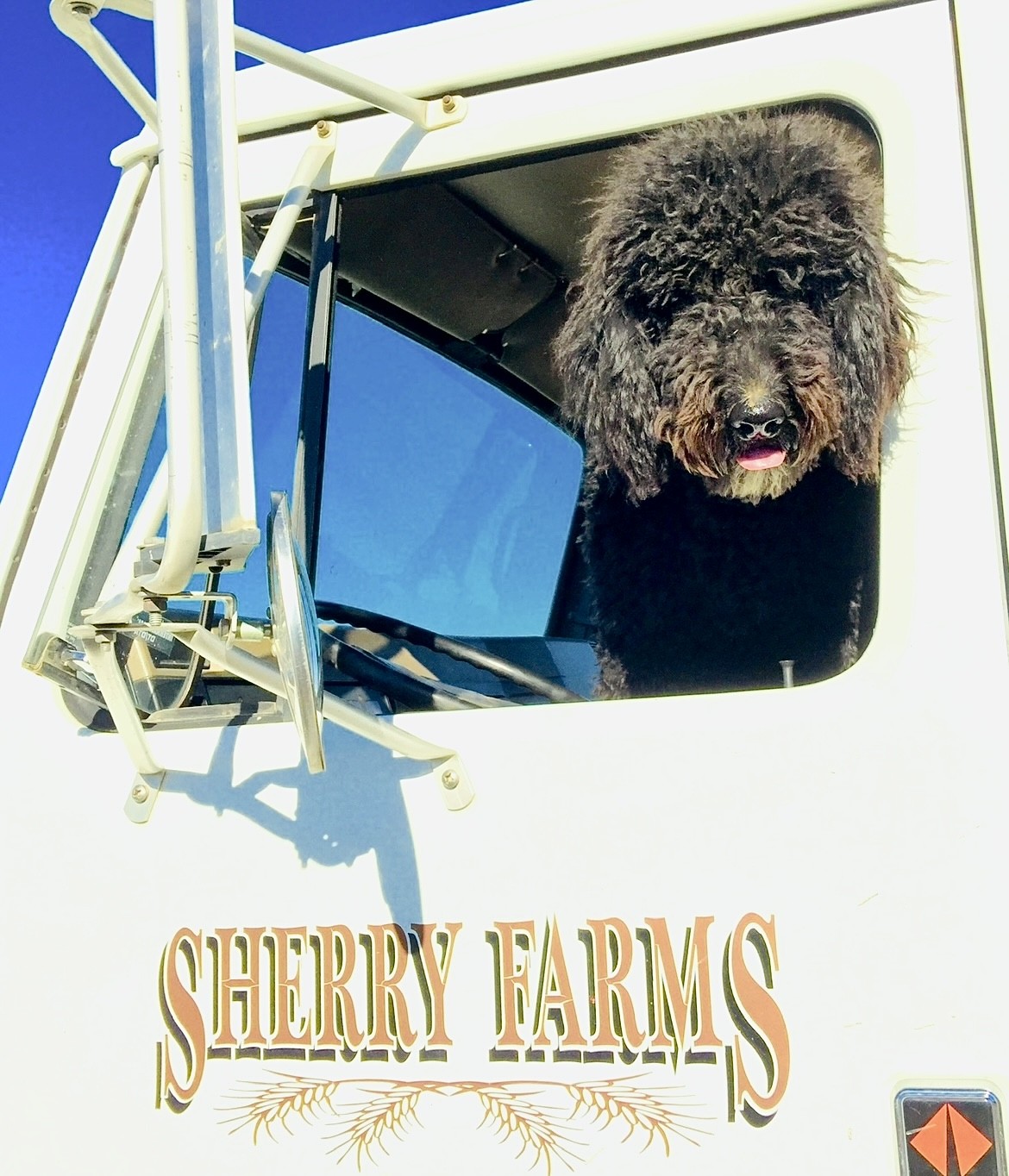 Lynsey Sherry's dog