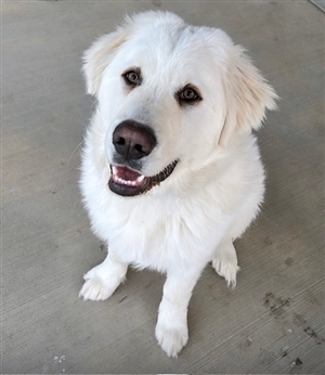 Picture of Marisol Gonzale's Dog, Quesito