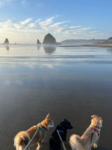 Chantel with her three dogs at the Oregon Coast