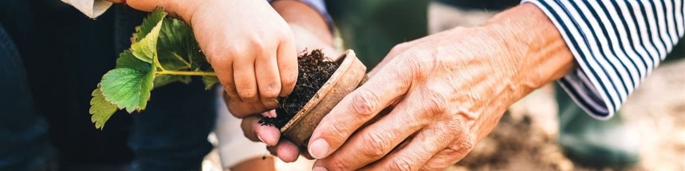 closeup of grandparent and child's hands gardening together